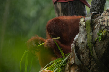 Male orangutan eating leaves behind the tree