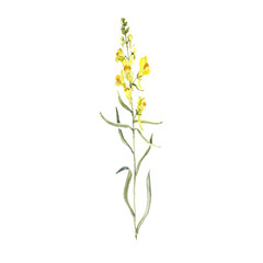 watercolor drawing plant of toadflax, linaria with green leaves and flowers, , isolated at white background, natural element, hand drawn botanical illustration