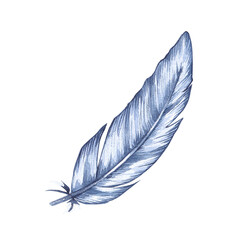 Watercolor bird feather isolated on white