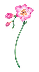 Watercolor Pink freesia flower
