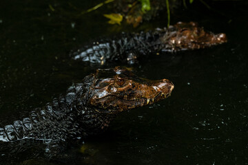 Portrait of the two Caimans over dark background on a rainy day