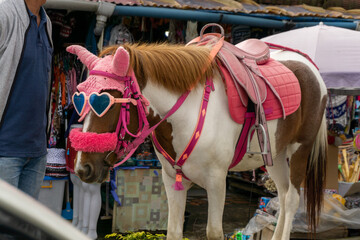 Horse cart wearing fashionable sunglasses. Horse rickshaw for city tour. asian horse carriage