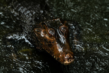 Portrait of Caiman over dark background on a rainy day from Ecuador