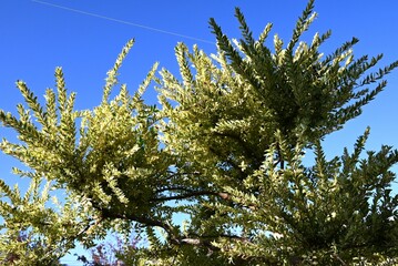 Variegated Myrtle (Myrtus communis) ‘Variegata’. Myrtaceae evergreen shrub.The fragrant white...