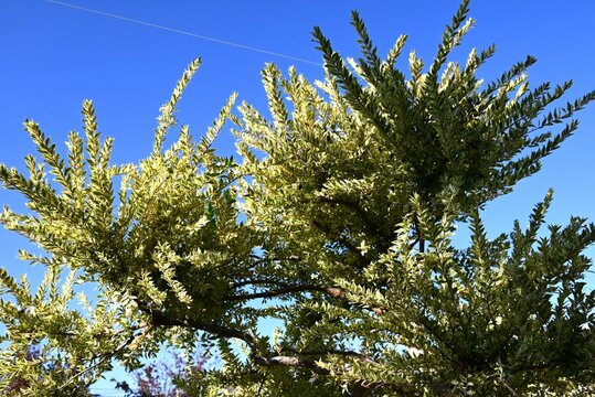 Variegated Myrtle (Myrtus communis) &lsquo;Variegata&rsquo;. Myrtaceae evergreen shrub.The fragrant white flowers bloom in early summer and the berries ripen to black-purple in autumn, which are edible.