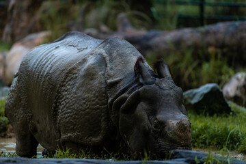 Rare almost extinct Indian Rhinoceros in the Singapore zoo