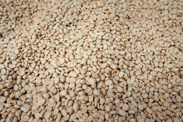 Dried coffee beans,Coffee beans are dried in a greenhouse.
