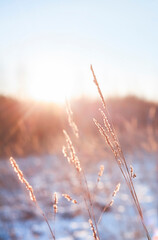 Beautiful winter landscape with dry grass and blue sky at sunset.