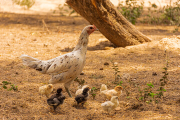 mamá gallina