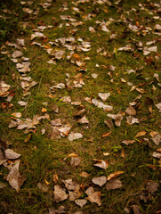 autumn leaves on the ground