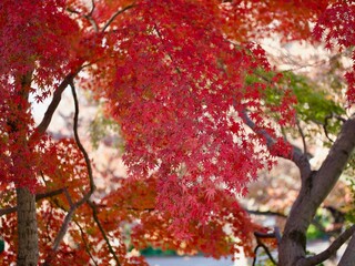 紅く色づいた公園のカエデ