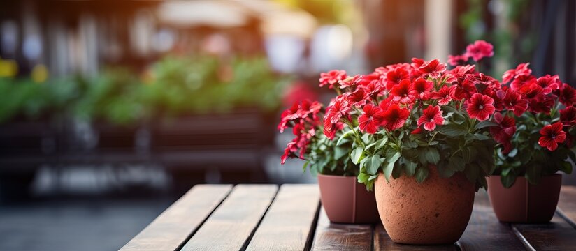 Close up photo of red flowers in a pot on a table in a street cafe with a blurred green background