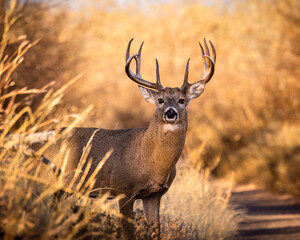 Mature White-tailed deer (odocoileus virginianus) standing broadside in clearing during fall deer rut Colorado, USA	
