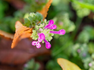 野原に咲くホトケノザの花