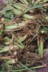 dot grass leaves roots, leftover goat feed, elephant grass roots. potret