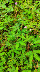 leaves of Mimosa pudica plant, also known as touch-me-not plant or shame plant. it is known for its unique habit to close its leaf when touched. Mimosa pudica can easily found as wild weeds.  