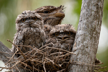 Tawny Frog Mouth With Chicks