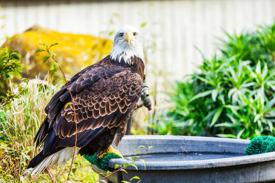 Beautiful golden eagle, Aquila chrysaetos, close-up. Animal protection concept