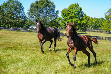 Thoroughbred mare and pony running in lush green pasture