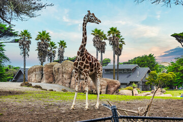 Reticulated giraffe, close-up, animal welfare concept