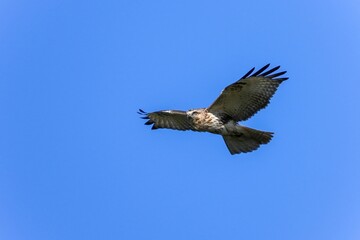 青空バックに獲物を探して悠然と飛ぶノスリ