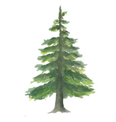 Fototapeta premium pine tree watercolor hand drawn