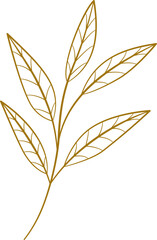 Hand drawn botanical leaf line art vector