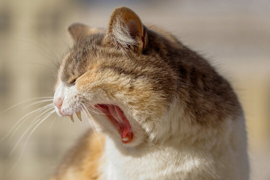 Chat en train de bailler