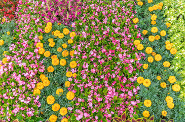 Multicolor blooming front garden. Outdoor summer gardening. Multi-colored flower bed in the park. Lots of beautiful summer flowers