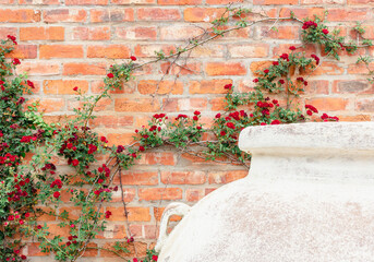 Red rose miniature climbing plant against red brick wall with white plant pot in front - image with...