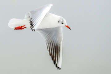 Mouette en vol en hiver