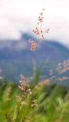 Obraz premium wild grass flower in the meadow, selected focus blurred background