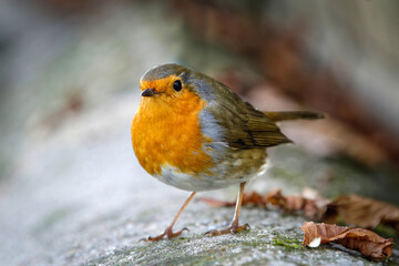 Gros plan sur un rouge-gorge