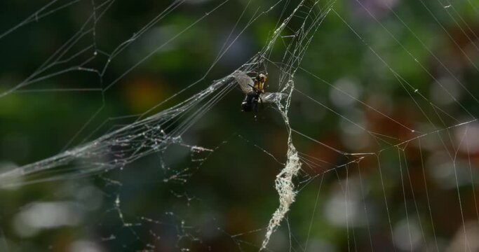 A fly entangled in a web among the trees in the forest.