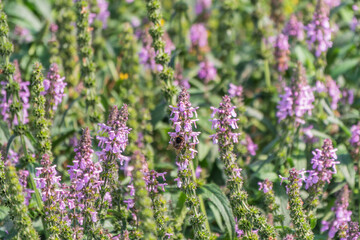 Fototapeta premium Close up of stachys officinalis, Betonica officinalis foliage.