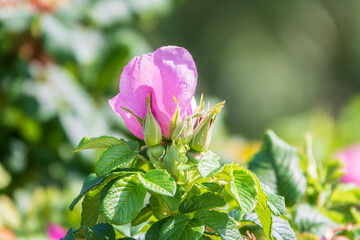 Blooming rosehip flower, beautiful pink flower on a bush branch. Beautiful natural background of blooming greenery.