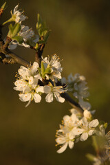 White cherry blossoms on a twig at sunset on a spring evening in Potzbach,  Germany.