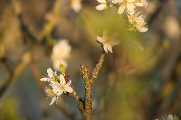 Sun shining on white cherry blossoms on a tree branch on a spring evening in Potzbach, Germany.