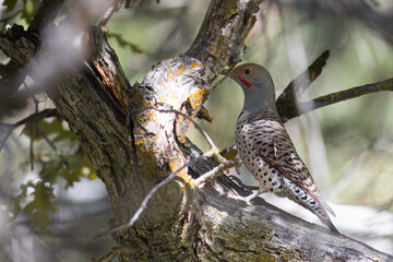 Northern Flicker searching though the branches