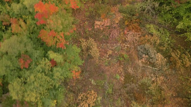 Fall beauty in Michigan. Drone photography showing peak fall colors.