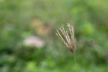 Chloris virgata is a species of grass known by the common names feather fingergrass close up