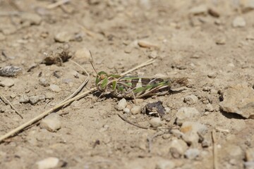 Detailed closeup on the Mediterranean Handsome grasshopper, Oedaleus decorus sitting on the ground