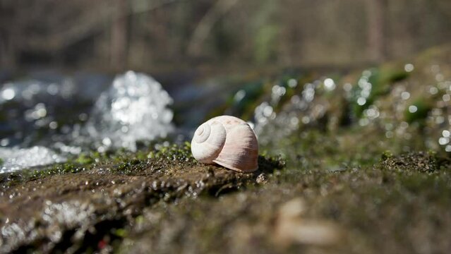  Empty snail house by the river. Closeup slow motion shot.