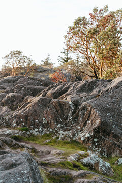 Madrona tree on seaside cliff in Northwest Washington