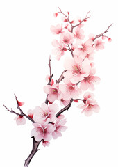 Cherry Blossom 8