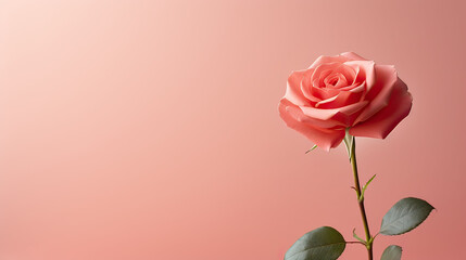 The gentle curve of a single pink rose on a pastel background creates a romantic script shadow, symbolizing delicate affection.