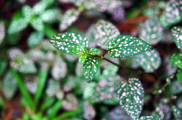 Green leaves with white specks in the morning after rain.