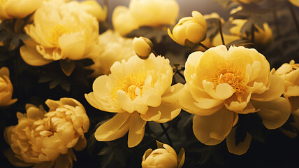 Peony flowers on a dark background