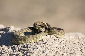 Colorado Prairie Rattlesnake sunning on the rocks.
