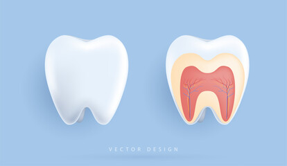 Biological illustration of detailed teeth anatomy. the structure of teeth for medical apps, websites and hospital. vector design.